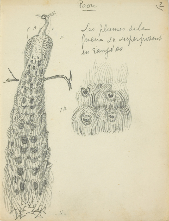 Eugène Grasset, etudes de paon, musée d'orsay